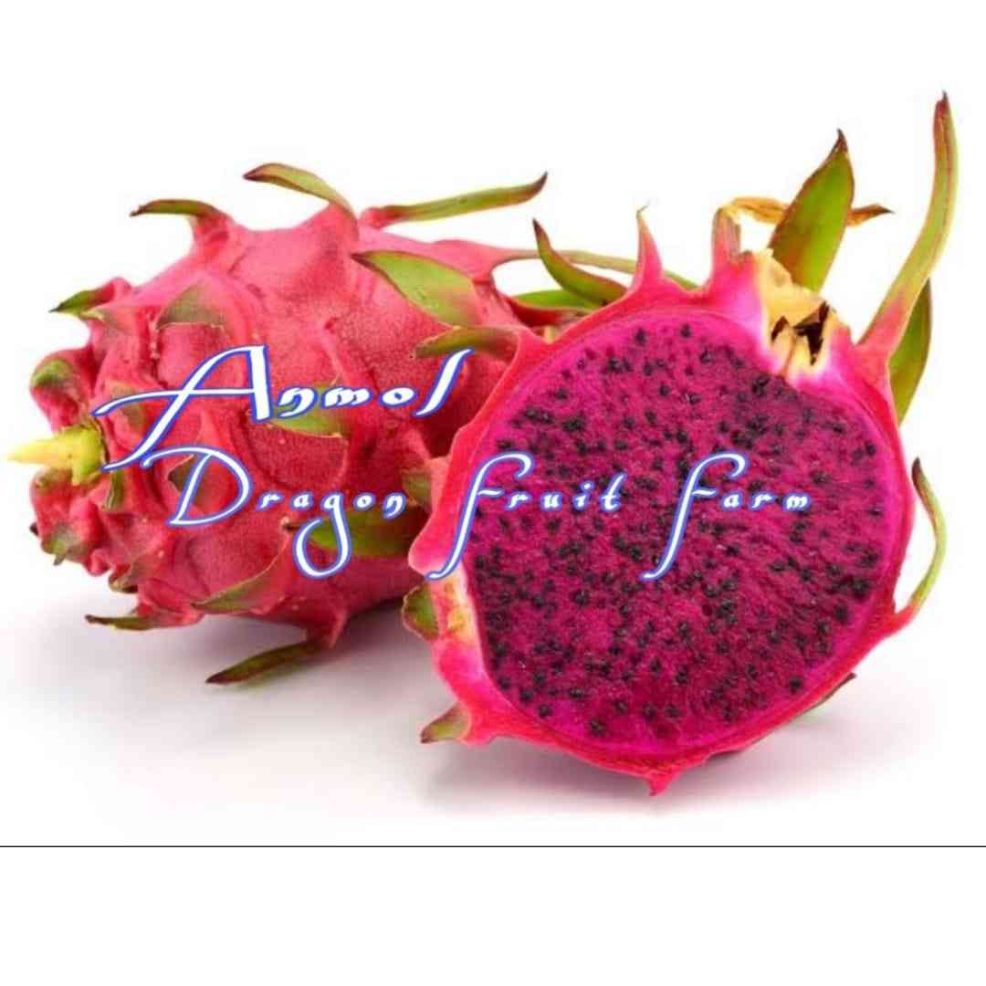 Anmol Dragon Fruit Farm