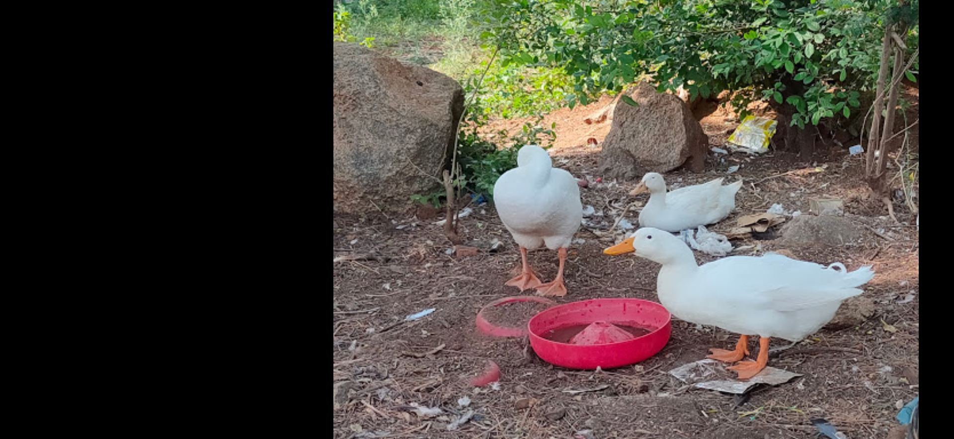 Al Amaani Organic Farm