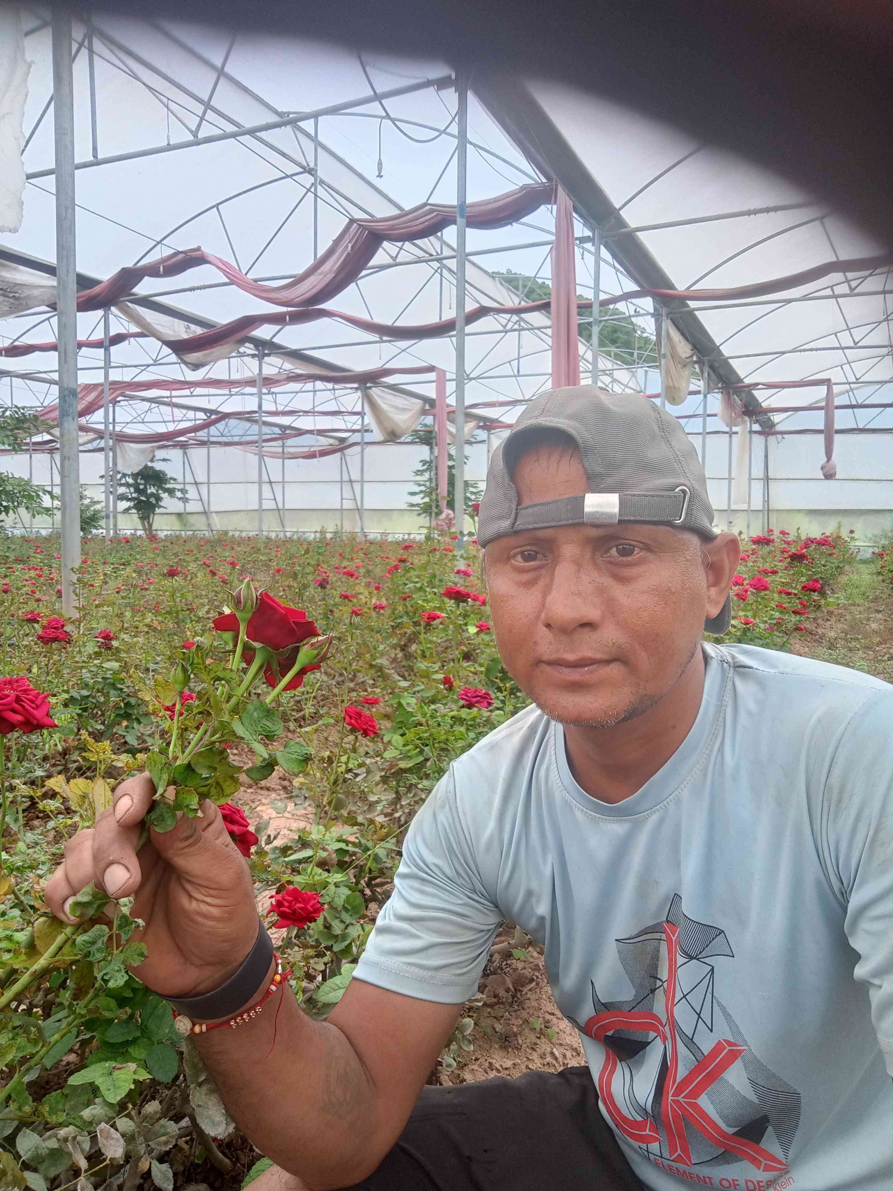 taradutt rose farm