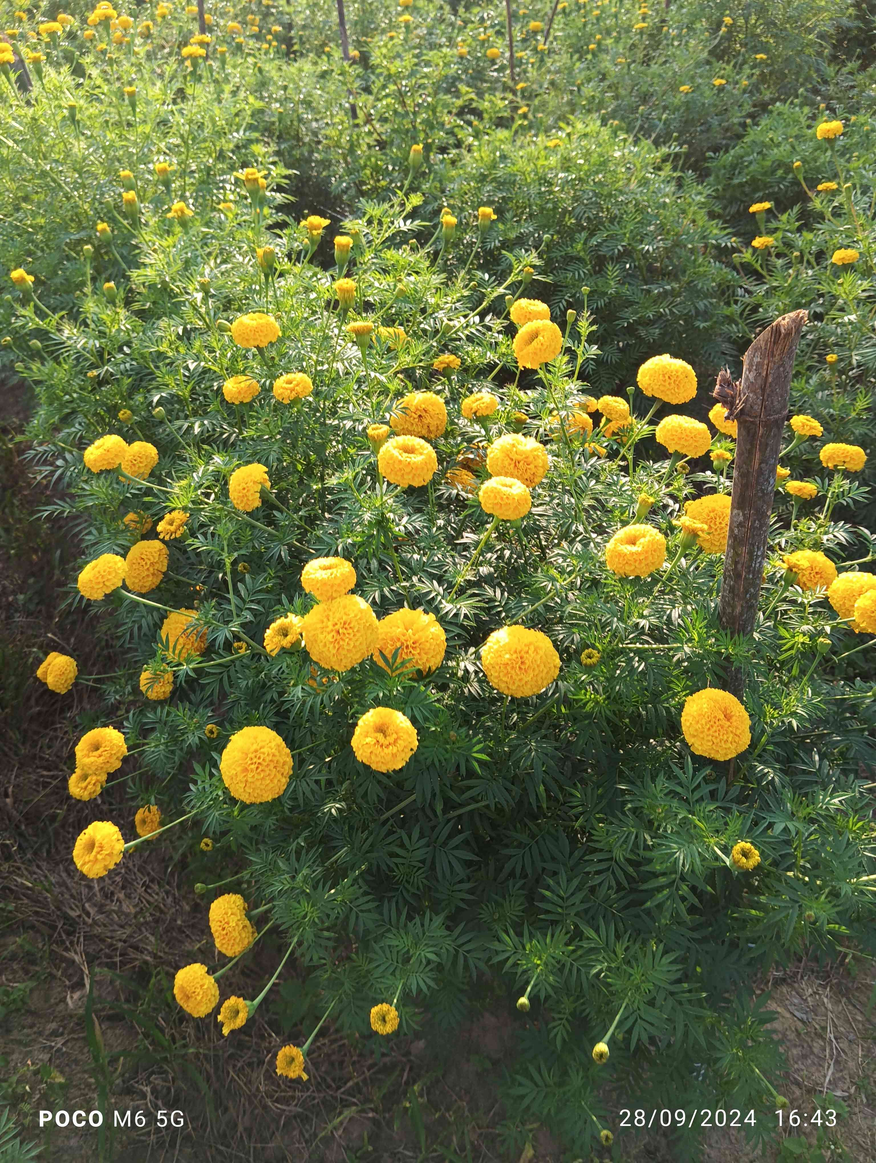 karunya marigold farm