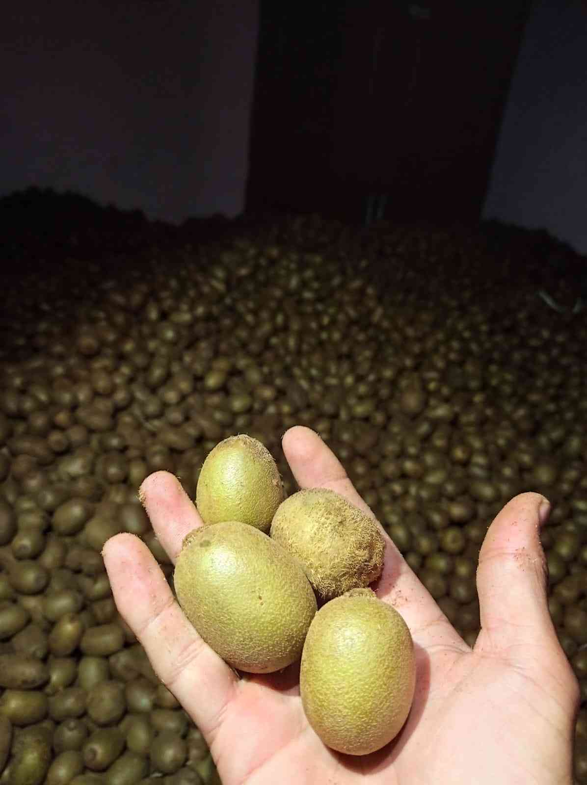 Surya kiwi farmer