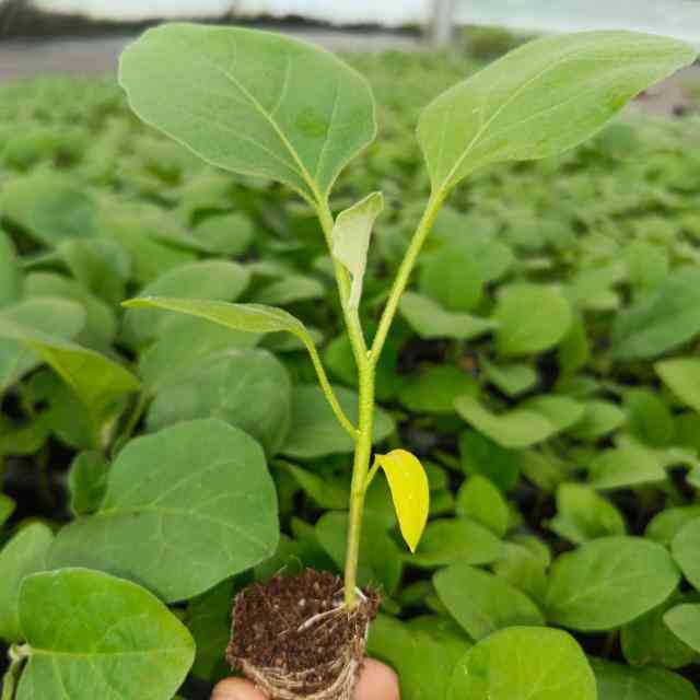 kishor Hi-Tech nursery