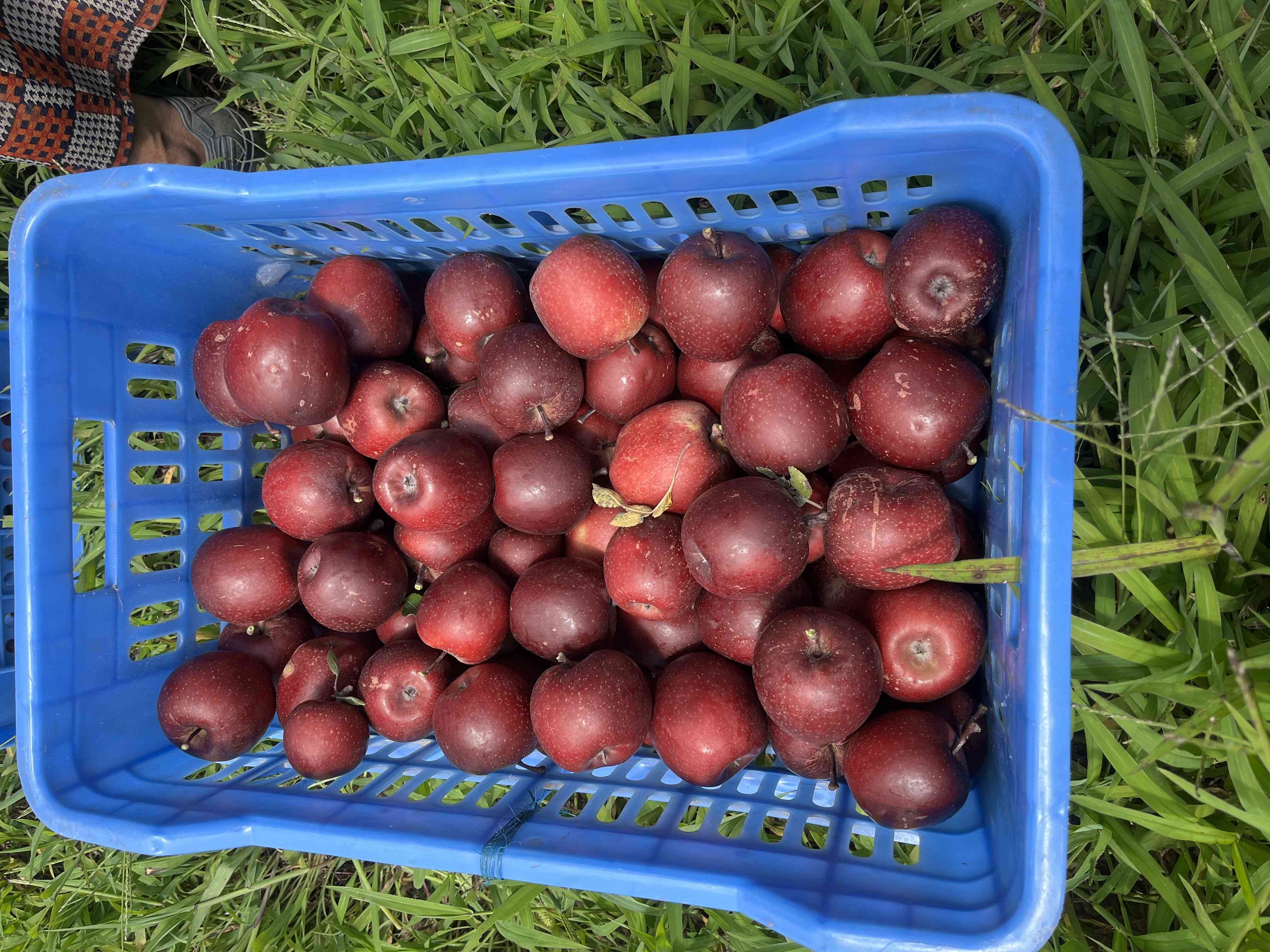 AOK orchard Kotkhai