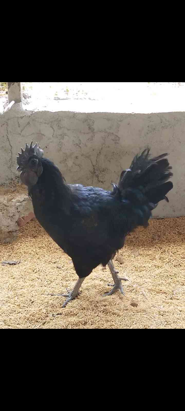 Rahul