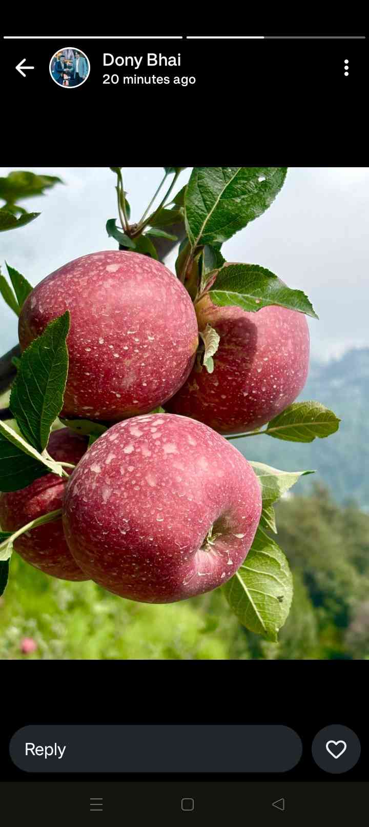 Shiv Shakti Orchards and Vegetables