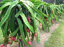 Uday Dragon fruit farm