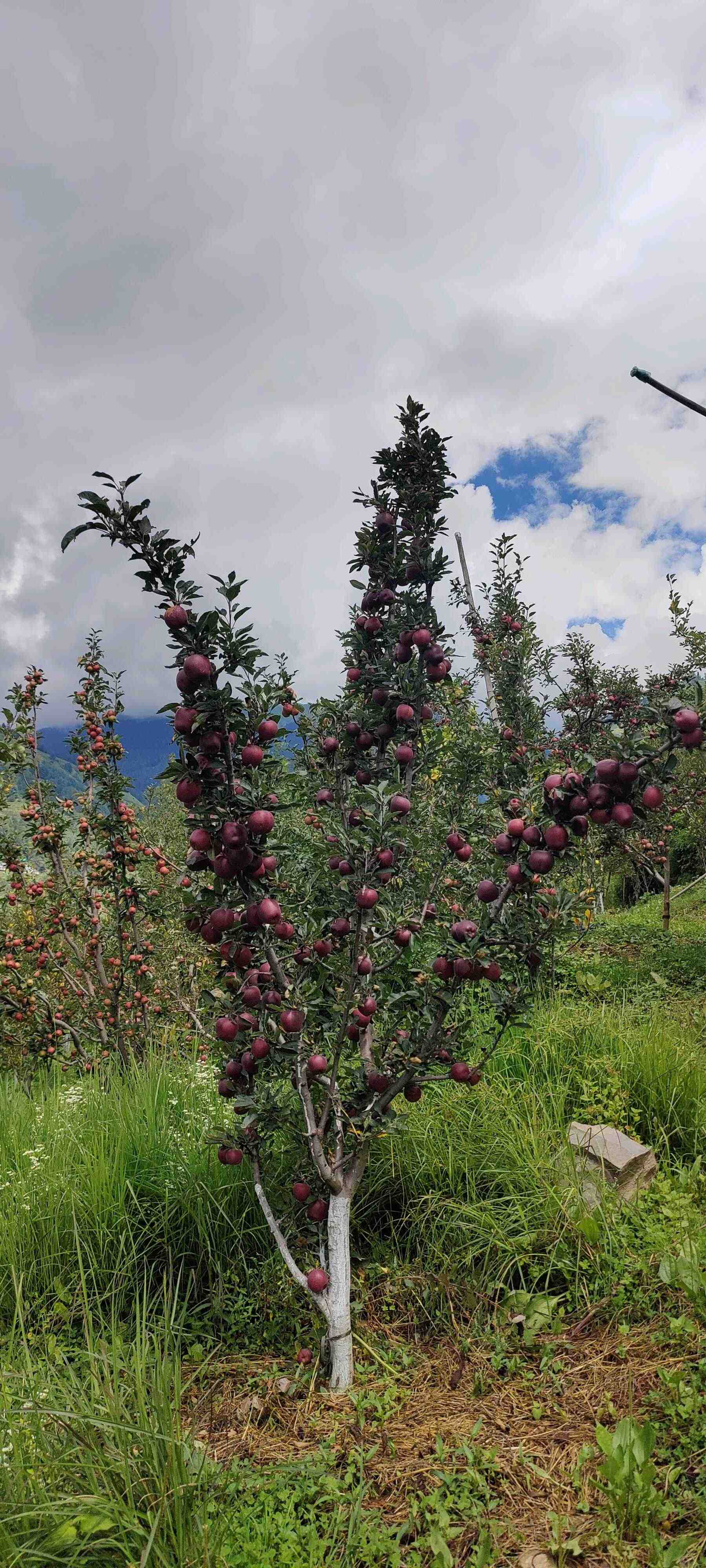 Slide Image