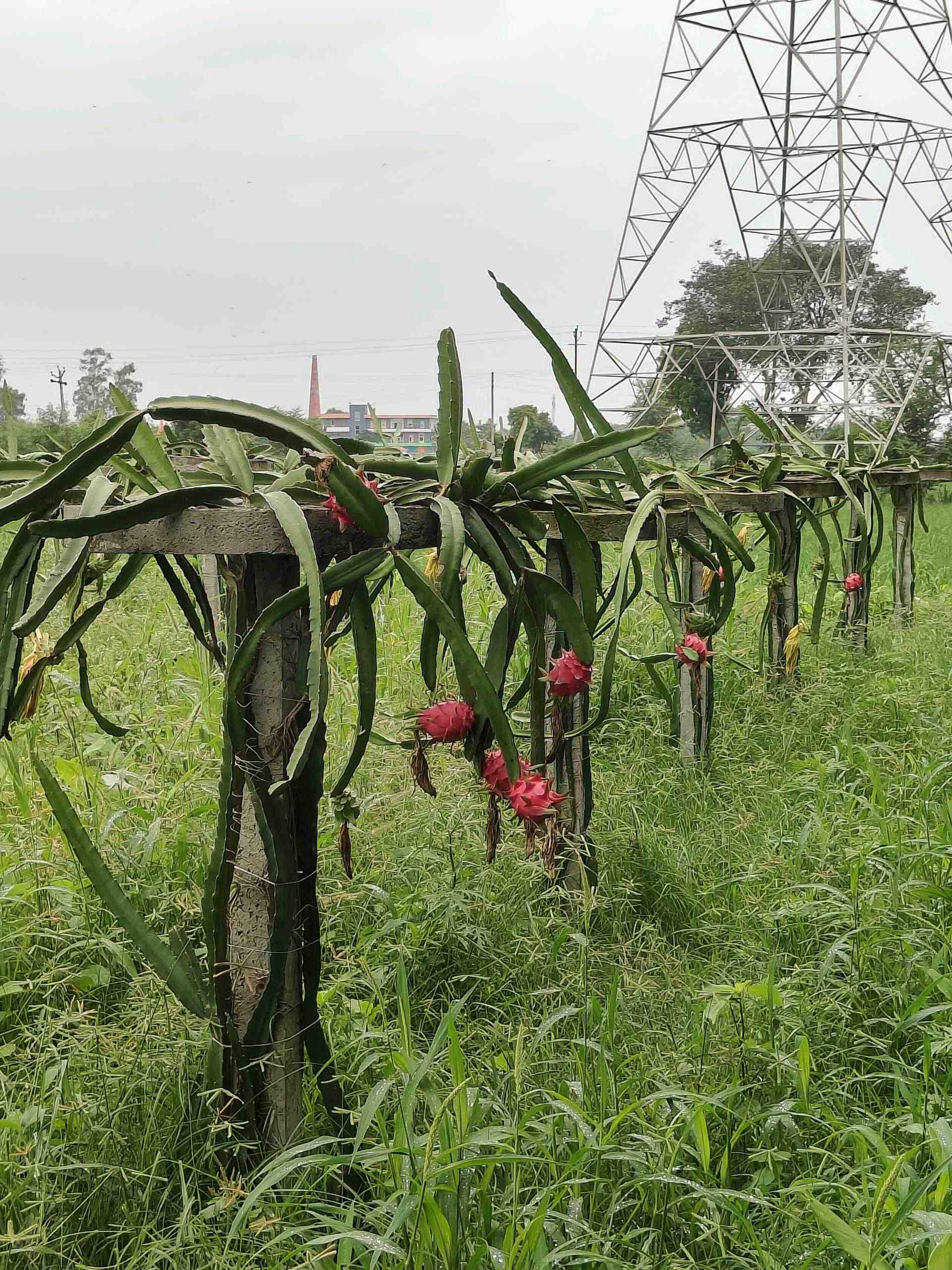 Slide Image